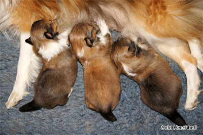 питомник шелти, Саратов, Gold Heathbell Benign Bear Cub