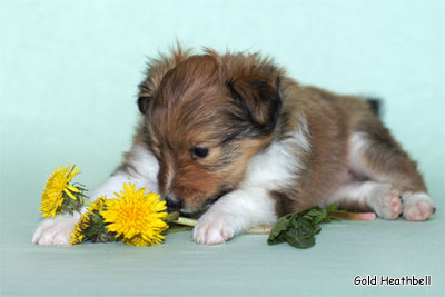 питомник шелти, Саратов, Gold Heathbell Be Happy Double