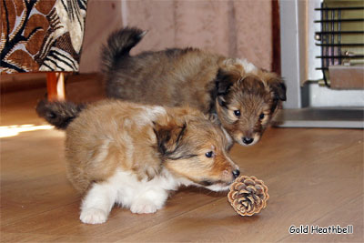 питомник шелти, Саратов, Gold Heathbell Benign Bear Cub