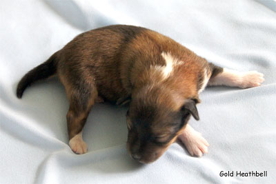 Голд Хизбелл Бинайн Бэа Каб питомник шелти, Саратов, Gold Heathbell Benign Bear Cub