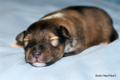 питомник шелти, Саратов, Gold Heathbell Benign Bear Cub