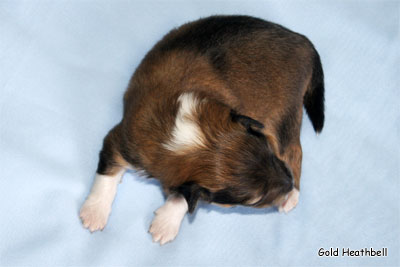 Голд Хизбелл Бинайн Бэа Каб питомник шелти, Саратов, Gold Heathbell Benign Bear Cub