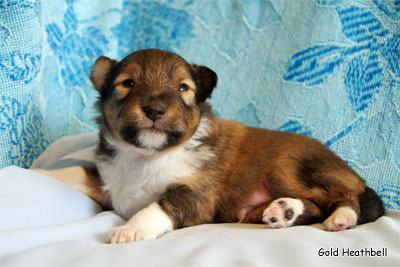 Голд Хизбелл Бинайн Бэа Каб питомник шелти, Саратов, Gold Heathbell Benign Bear Cub
