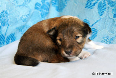 Голд Хизбелл Бинайн Бэа Каб питомник шелти, Саратов, Gold Heathbell Benign Bear Cub