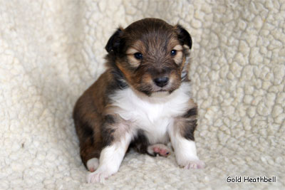 питомник шелти, Саратов, Gold Heathbell Benign Bear Cub