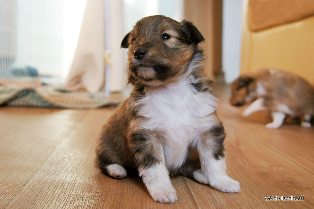 Gold Heathbell Benign Bear Cub