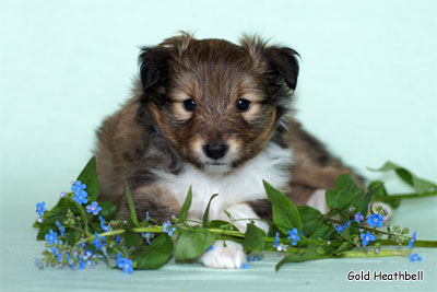 Голд Хизбелл Бинайн Бэа Каб питомник шелти, Саратов, Gold Heathbell Benign Bear Cub