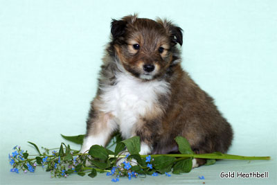 Голд Хизбелл Бинайн Бэа Каб питомник шелти, Саратов, Gold Heathbell Benign Bear Cub