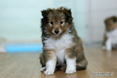 Голд Хизбелл Бинайн Бэа Каб питомник шелти, Саратов, Gold Heathbell Benign Bear Cub