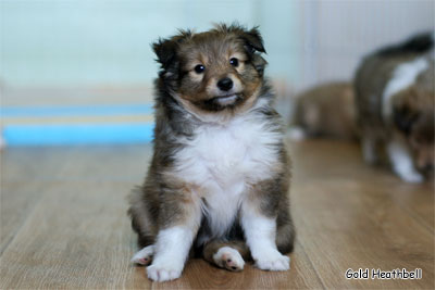 питомник шелти, Саратов, Gold Heathbell Benign Bear Cub