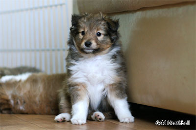 питомник шелти, Саратов, Gold Heathbell Benign Bear Cub