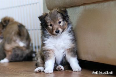 питомник шелти, Саратов, Gold Heathbell Benign Bear Cub