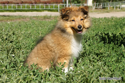 питомник шелти, Саратов, Gold Heathbell Benign Bear Cub