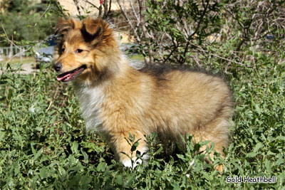 Голд Хизбелл Бинайн Бэа Каб питомник шелти, Саратов, Gold Heathbell Benign Bear Cub