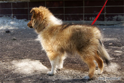 питомник шелти, Саратов, Gold Heathbell Benign Bear Cub