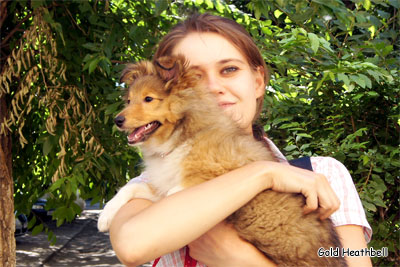 Голд Хизбелл Бинайн Бэа Каб питомник шелти, Саратов, Gold Heathbell Benign Bear Cub