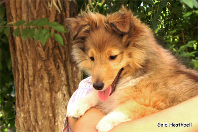 Голд Хизбелл Бинайн Бэа Каб питомник шелти, Саратов, Gold Heathbell Benign Bear Cub