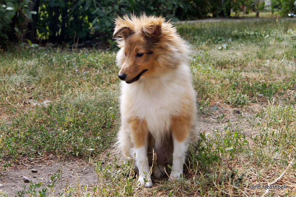 Gold Heathbell Benign Bear Cub