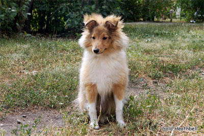 питомник шелти, Саратов, Gold Heathbell Benign Bear Cub