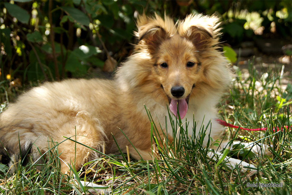 Gold Heathbell Benign Bear Cub