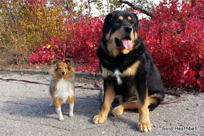 питомник шелти, Саратов, Gold Heathbell Benign Bear Cub