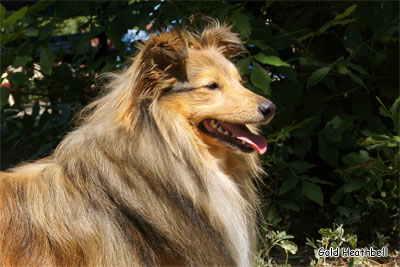 Голд Хизбелл Бинайн Бэа Каб питомник шелти, Саратов, Gold Heathbell Benign Bear Cub