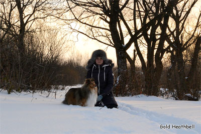 питомник шелти, Саратов, Gold Heathbell Benign Bear Cub