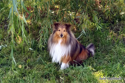 питомник шелти, Саратов, Gold Heathbell Benign Bear Cub