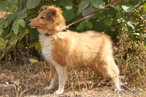 Gold Heathbell Bedford, Голд Хизбелл Бедфорд