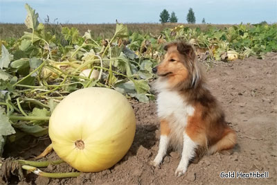 Голд Хизбелл Бали Кон питомник шелти, Саратов, Gold Heathbell Barley Corn