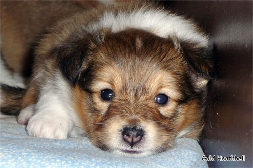 Велвит Леди Фиеста, Velvet Lady Fiesta