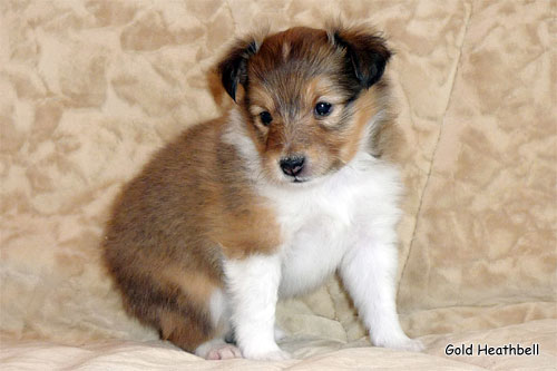 Велвит Леди Фиеста, Velvet Lady Fiesta