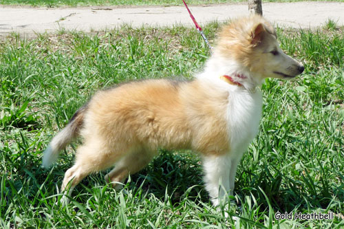 Велвит Леди Фиеста, Velvet Lady Fiesta