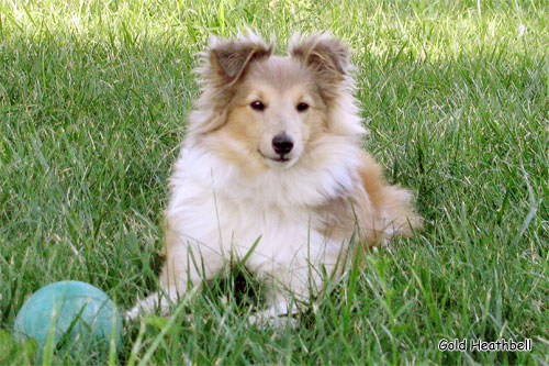 Велвит Леди Фиеста, Velvet Lady Fiesta