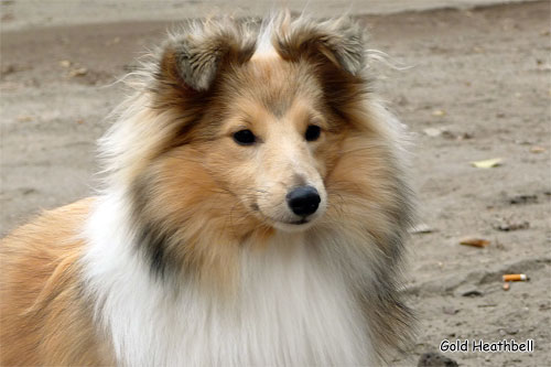 Велвит Леди Фиеста, Velvet Lady Fiesta