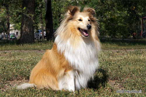 Велвит Леди Фиеста, Velvet Lady Fiesta