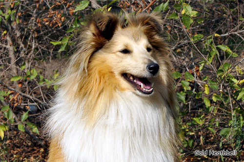 Велвит Леди Фиеста, Velvet Lady Fiesta