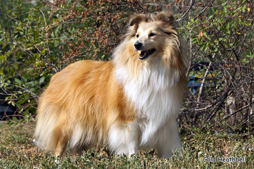 Велвит Леди Фиеста, Velvet Lady Fiesta