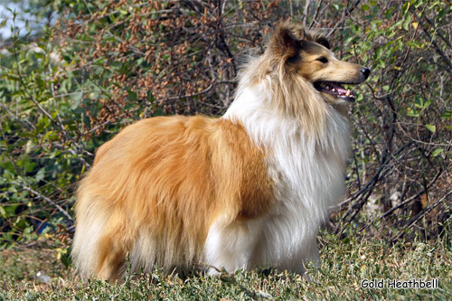 Велвит Леди Фиеста, Velvet Lady Fiesta