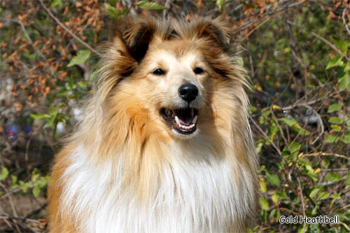 Велвит Леди Фиеста, Velvet Lady Fiesta