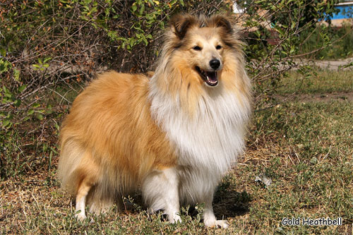 Велвит Леди Фиеста, Velvet Lady Fiesta