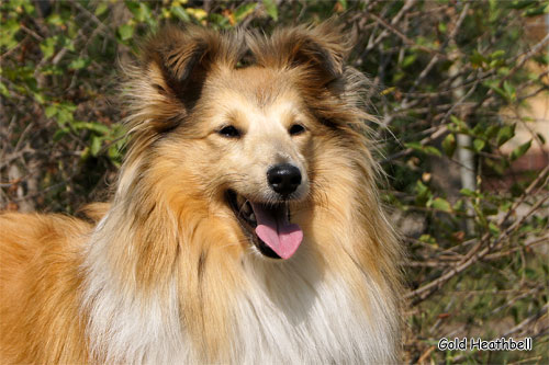 Велвит Леди Фиеста, Velvet Lady Fiesta