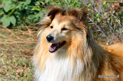 Велвит Леди Фиеста, Velvet Lady Fiesta