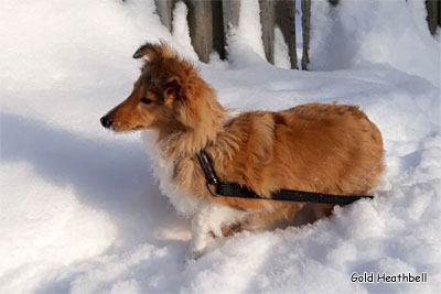 Голд Хизбелл Бьютифул Принцесс питомник шелти, Саратов, Gold Heathbell Beautiful Princess