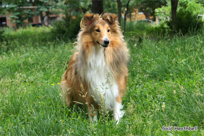 Голд Хизбелл Бьютифул Принцесс питомник шелти, Саратов, Gold Heathbell Beautiful Princess