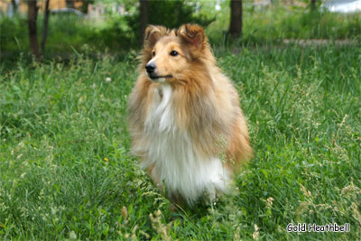 Голд Хизбелл Бьютифул Принцесс питомник шелти, Саратов, Gold Heathbell Beautiful Princess
