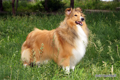 Голд Хизбелл Бьютифул Принцесс питомник шелти, Саратов, Gold Heathbell Beautiful Princess
