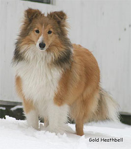 щенки шелти, Саратов, Gold Heathbell Best Friend From Russia