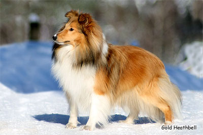 щенки шелти, Саратов, Gold Heathbell Best Friend From Russia