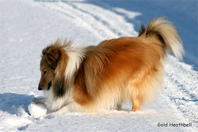 щенки шелти, Саратов, Gold Heathbell Best Friend From Russia